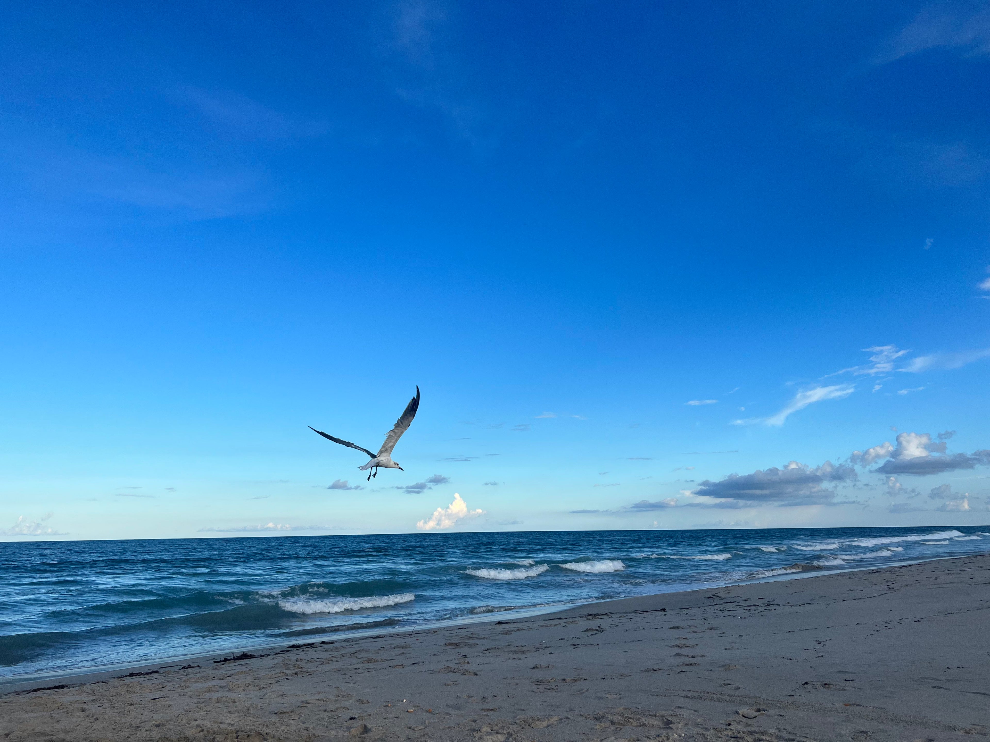 A seagull flies over a sandy beach with gentle waves under a bright blue sky with scattered clouds.